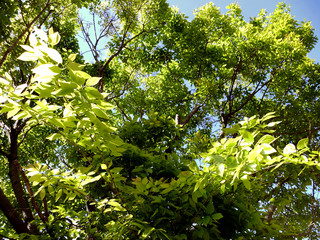 Fototapeta na wymiar Ramas de árbol con hojas en el jardín del parque