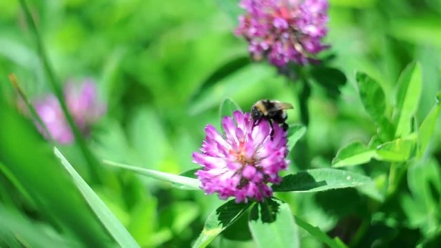 Bumble bee pollinating a pink clover flower