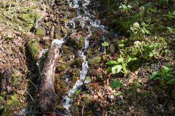 The stream flowing down from the mountains.