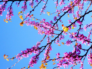 Ramas de árbol con flores rosas en primavera en el jardín del parque