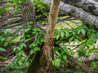 Fototapeta premium A lot of branches in the forest.