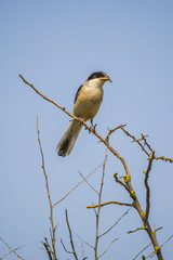 Great Grey Shrike