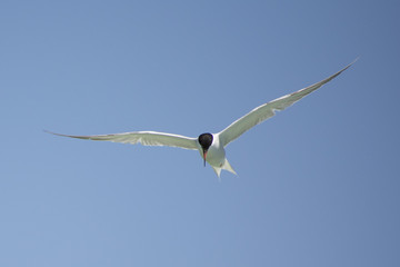 Seagull