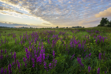 Naklejka premium Summer in the meadow, flowering flowers