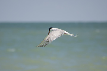 Seagull