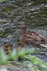 Duck with Ducklings