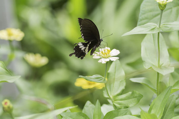 The Common Mormon butterflies sucking nectar from Zinnia flowers .
