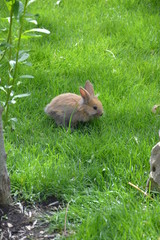 Easter Rabbit in the Grass