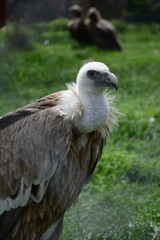 Griffon Vulture 2