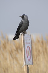 Jackdaw