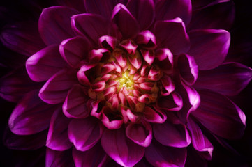 flower and beautiful petals