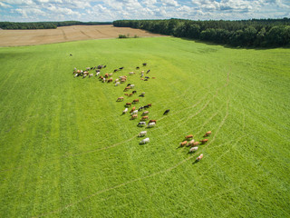 aerial view of cows in a herd on a green pasture with cloudy blue sky in the summer