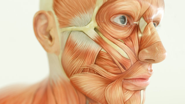Anatomy of human body, muscles- 3D Rendering