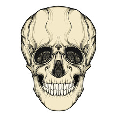 Human skull realistic hand drawing isolated Stock line vector illustration.