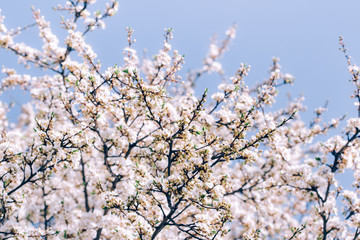 Spring fresh apple blooming tree