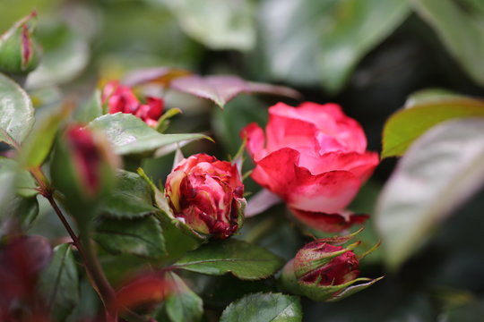 Rosenknospen rosarot