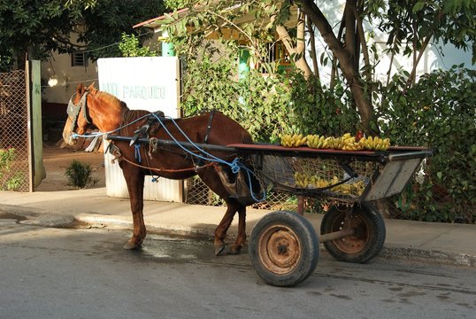 Transport typique &agrave; Vinales, Cuba