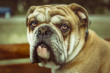 English Bulldog