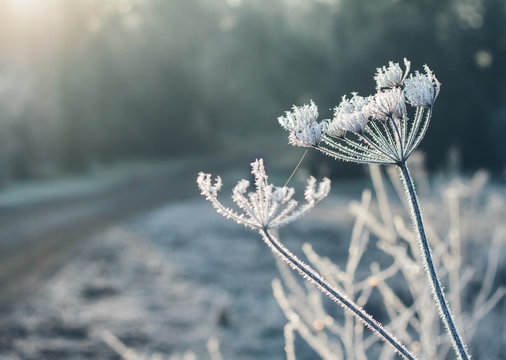 Frosted cow parsley plants