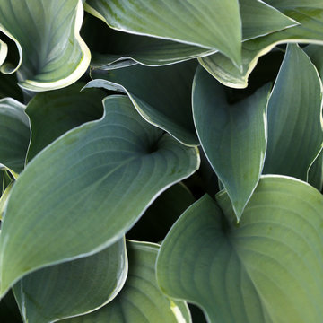 Vibrant Green Hosta Leaves