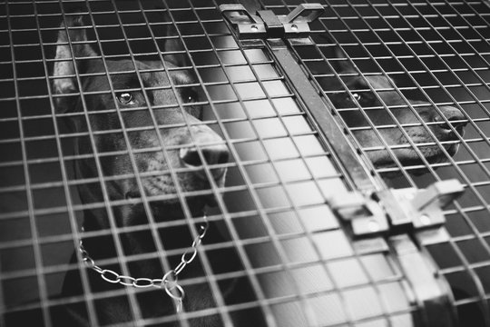 Two doberman behind a grid