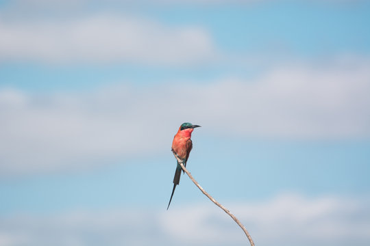 carmine bee eater [Merops nubicus]