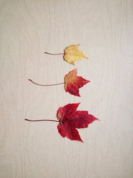 Three Leaves in Fall