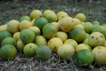 Lime havest in garden