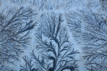 remarkable organic frost patterns