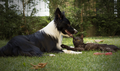 A border collie puppy plays happy with a cat