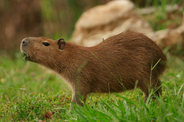 Vida de capivara 