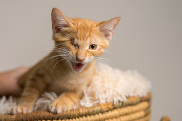 Young yellow domestic shorthair cat kitten with one eye in basket with blanket looking unhappy angry upset distressed