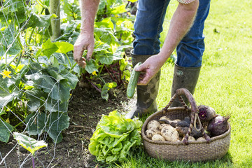 Man with a vegetable basket in garden