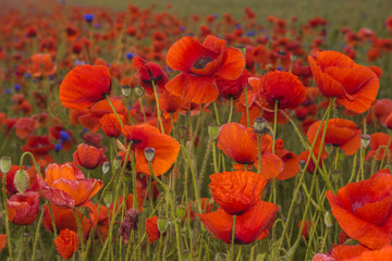 Fototapeta premium Red poppies among wildflowers in the sunset light
