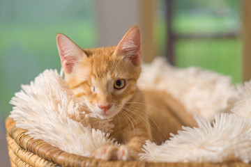 Young yellow domestic shorthair cat kitten lying down on soft blanket looking up with one eye looking pampered relaxed friendly at home