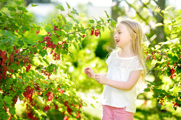 Cute little girl picking red currants in a garden on warm and summer day