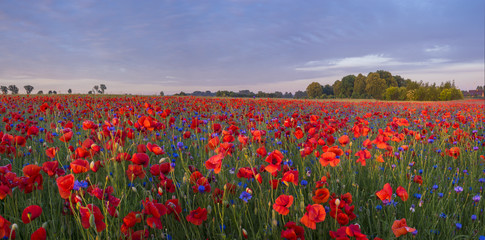 Red poppies among wildflowers in the sunset light