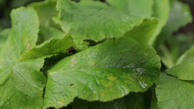 Fly on Green Leaves