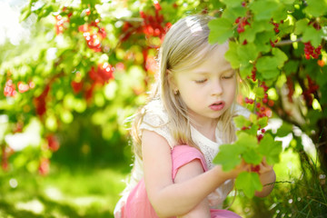 Obraz na płótnie Canvas Cute little girl picking red currants in a garden on warm and summer day