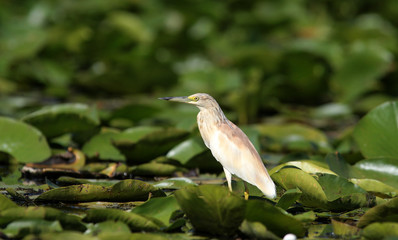 Yellow squacco heron (Ardeola ralloides) in the wetlands.