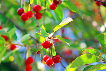 Cherries and cherry trees