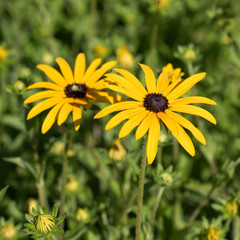 Gelber Sonnenhut, Rudbeckia