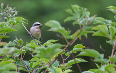 pie grièche écorcheur