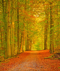 Obraz premium Nice autumnal scene
