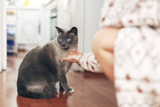 Young woman feeding her cute cat at home.