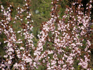 sakura in the spring.