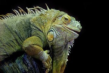 Obraz premium Green iguana (Iguana iguana) isolated on a black background