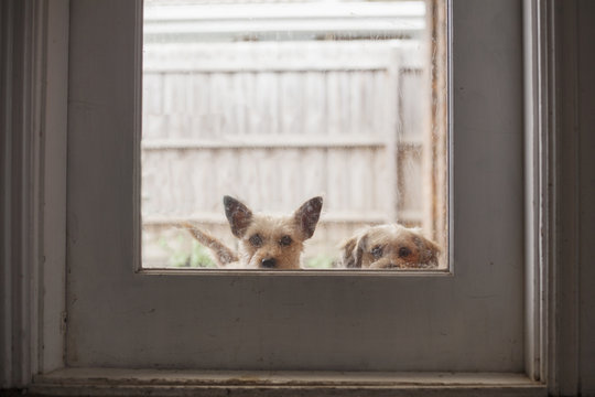 Let us in!