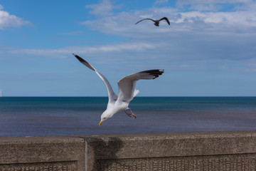 Seagull in flight