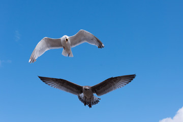 Seagull in flight